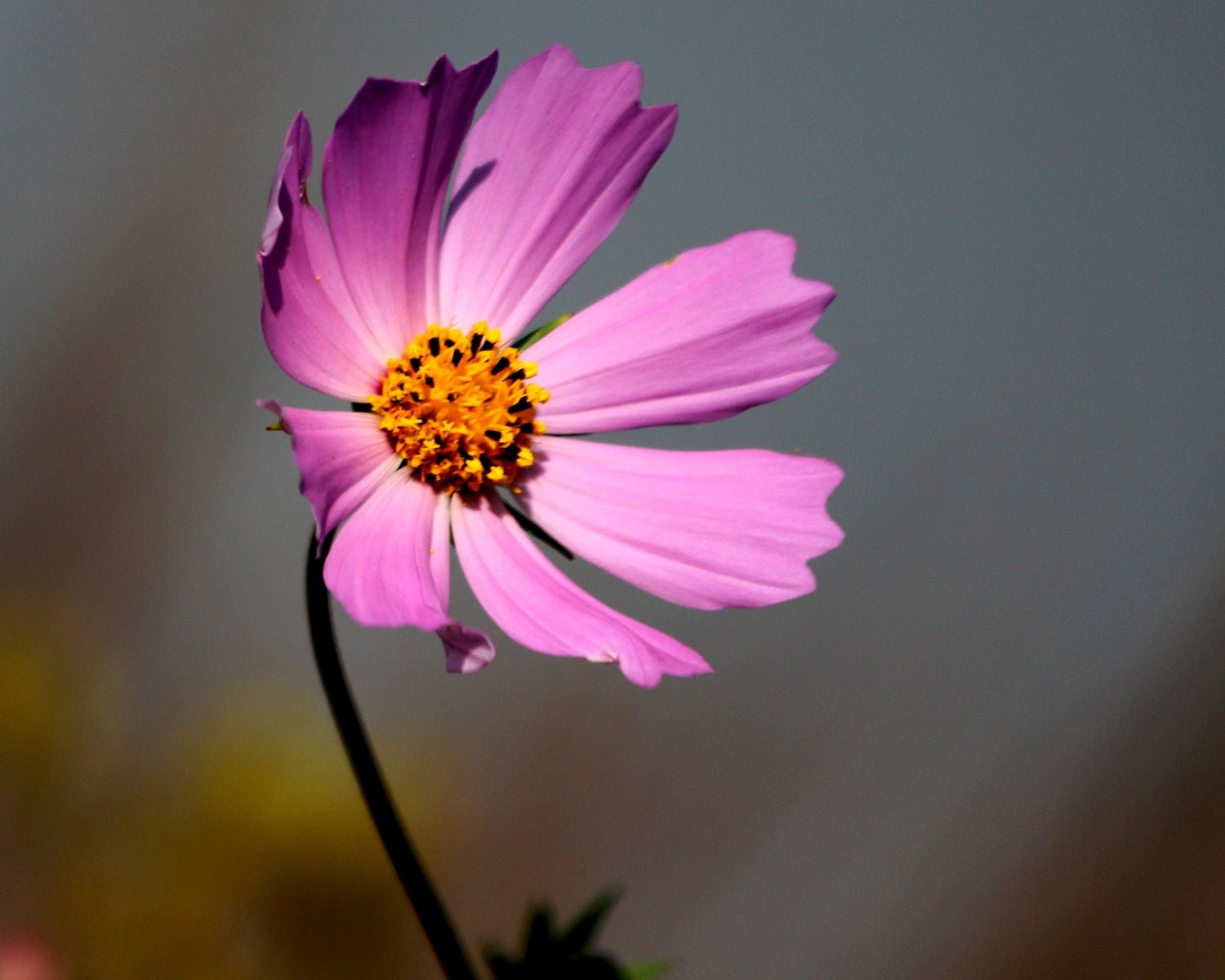 What To Do With Cosmos Plant In Winter?