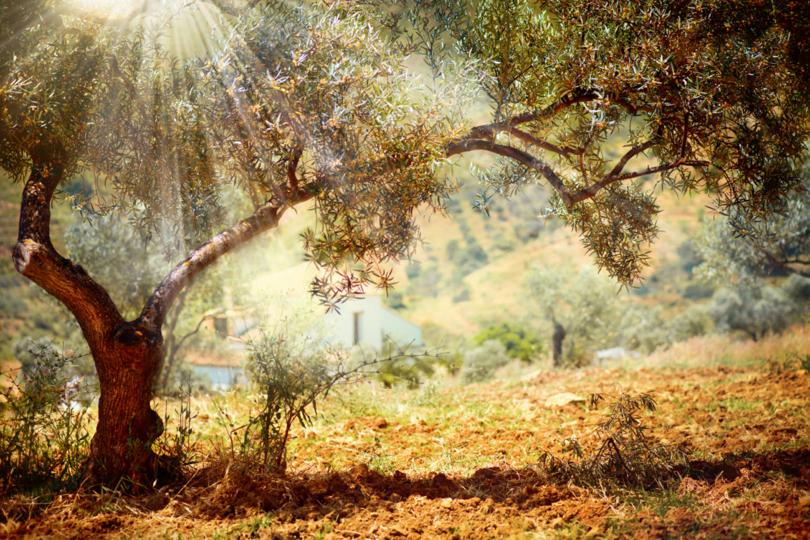 Thriving Against the Odds Trees That Grow In Rocky Soil