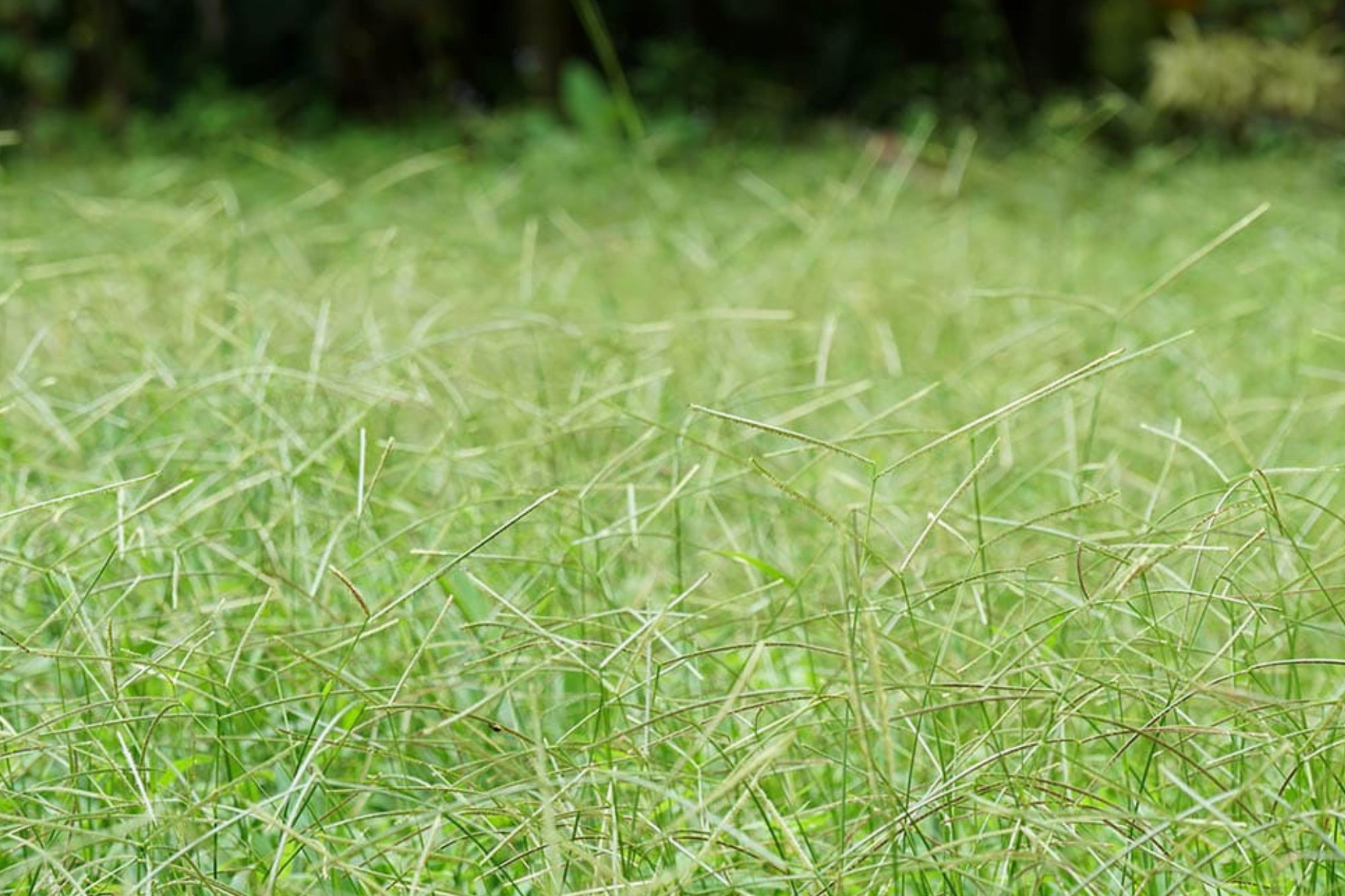 Exploring the Various Types Of Grass In Louisiana A Guide