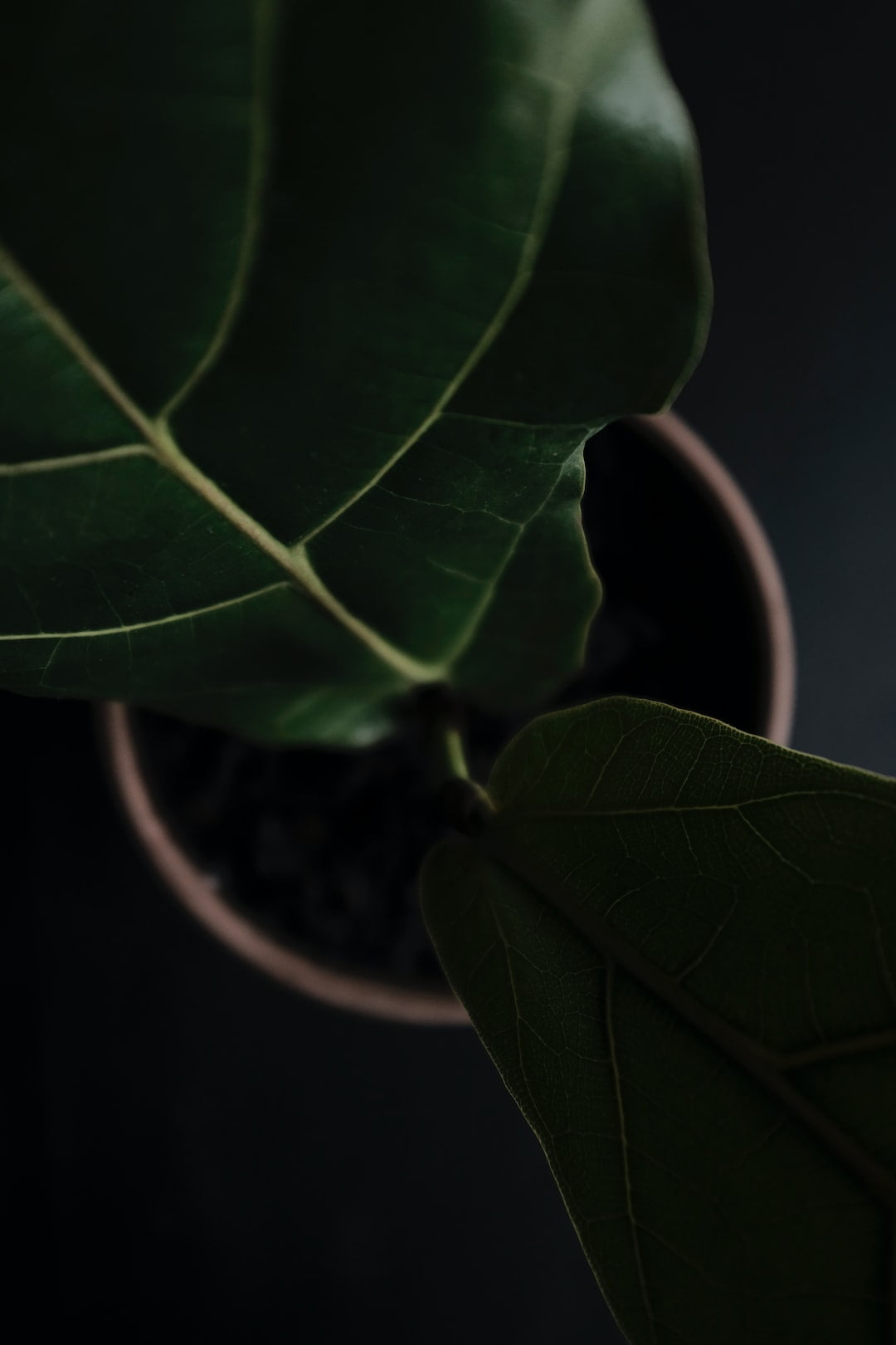 How Long Do Potted Coleus Last