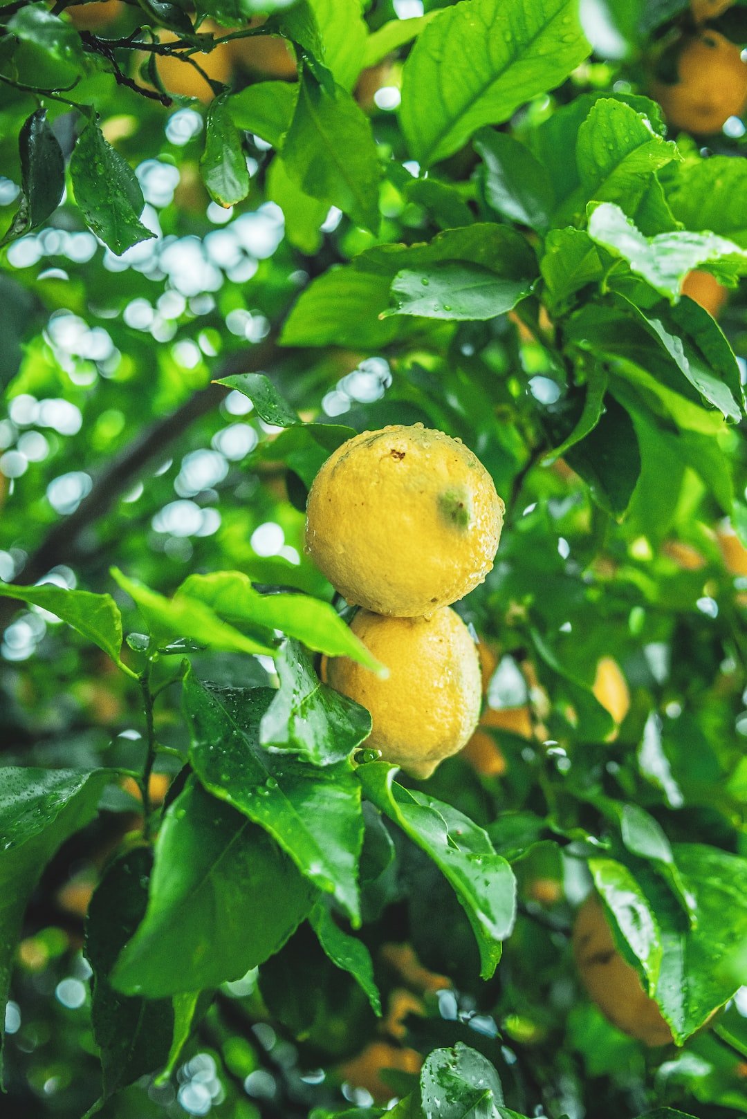 How Often Should You Water A Lemon Tree Plant