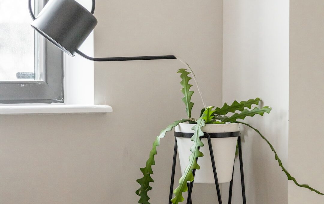 How Often To Water Begonias