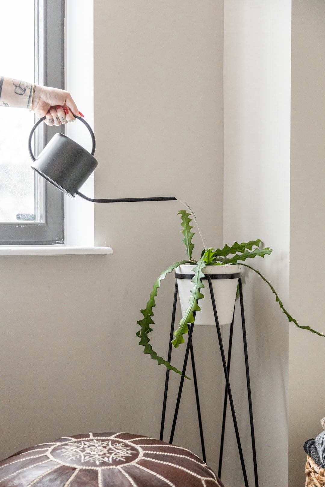 How Often To Water Begonias