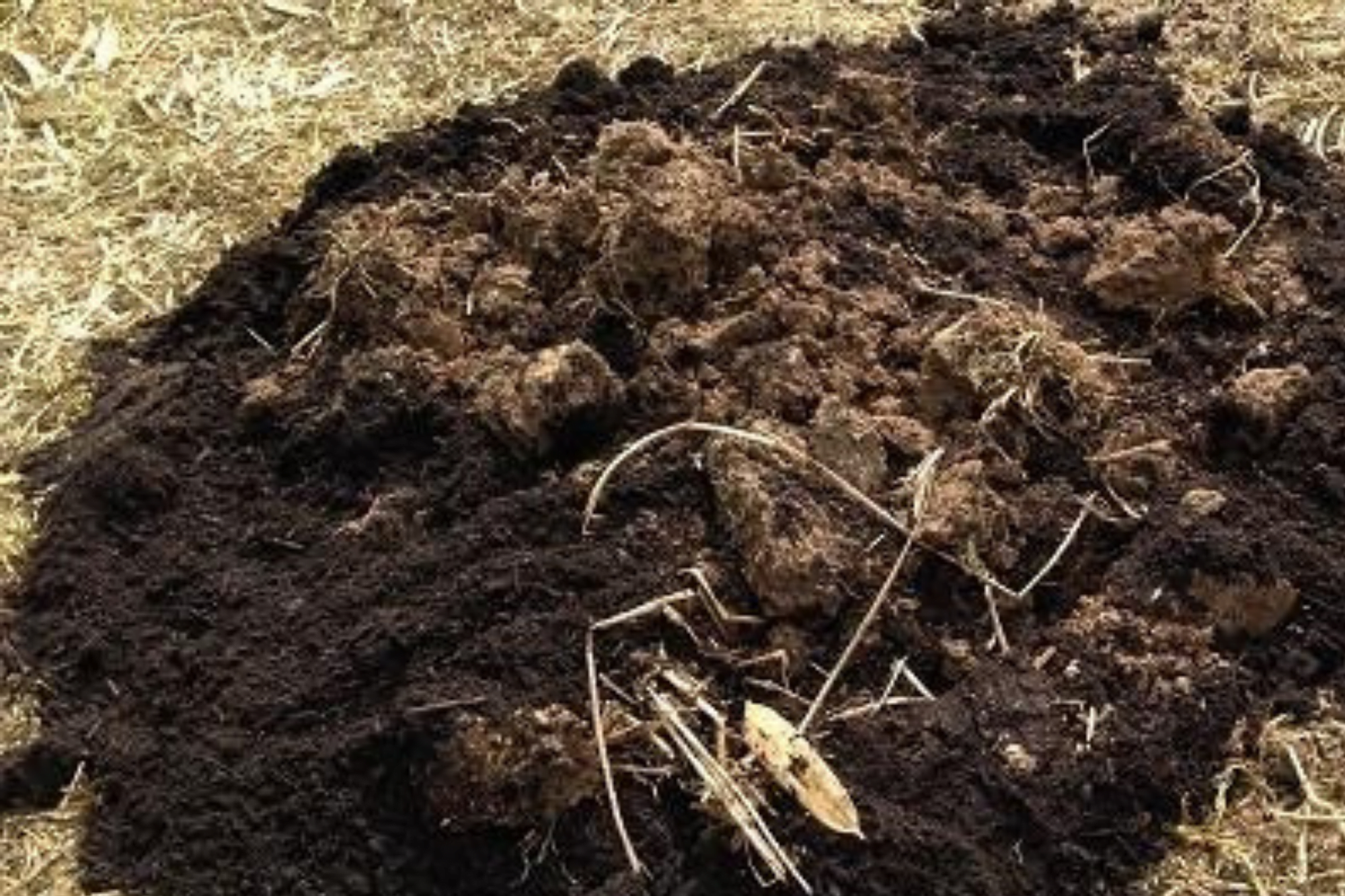 How To Add Organic Matter To Your Lawn