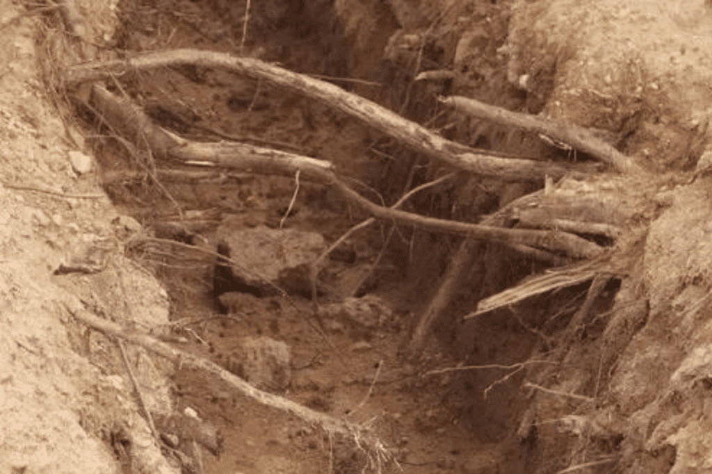 How Deep Are Trumpet Vine Roots? Discover the Answer Here!