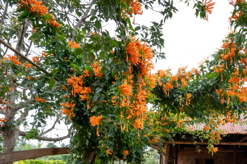 Does Trumpet Vine Cause A Rash? Learn the Facts & Tips!