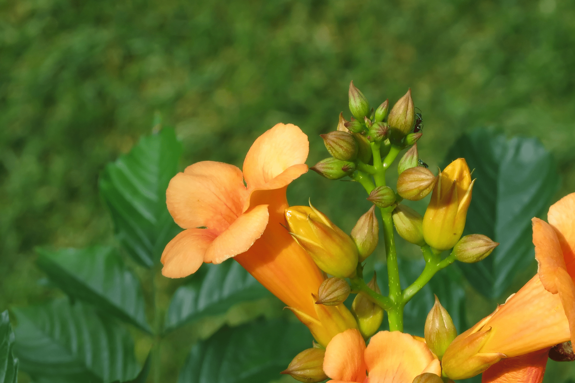 How To Get Rid Of Trumpet Vine Effective Tips & Tricks