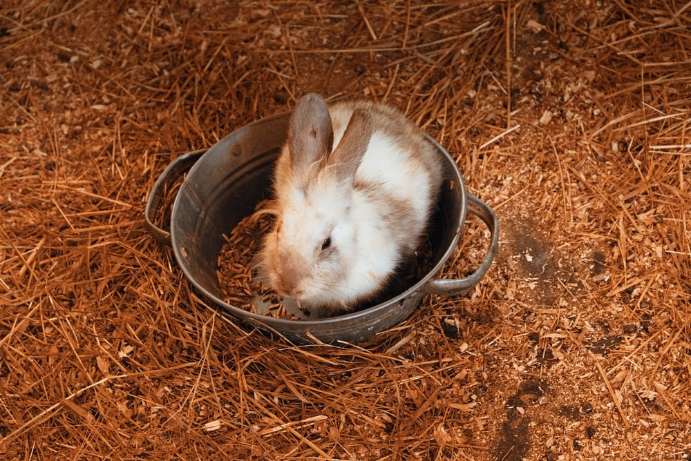 Pottytraining Your Pet Rabbit Everything Bunnies
