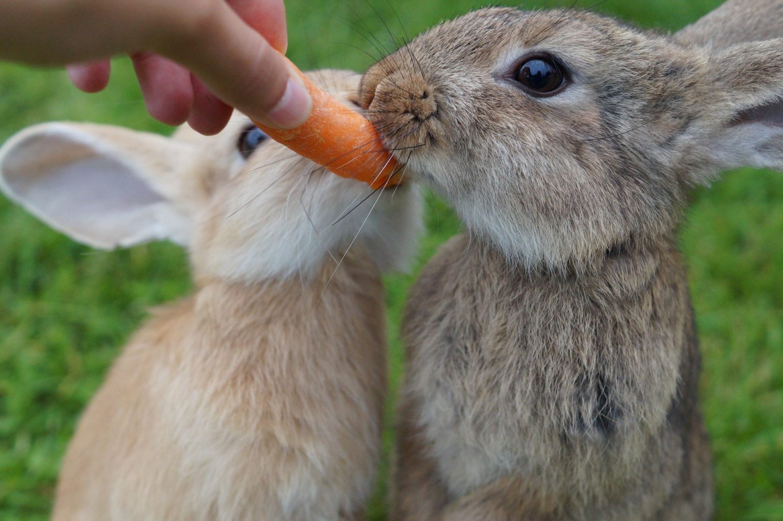 How Much Does a Pet Rabbit Cost Everything Bunnies
