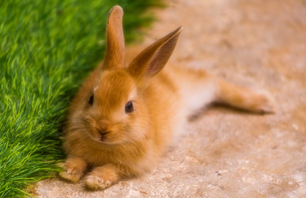 My Rabbit Has Fleas Everything Bunnies