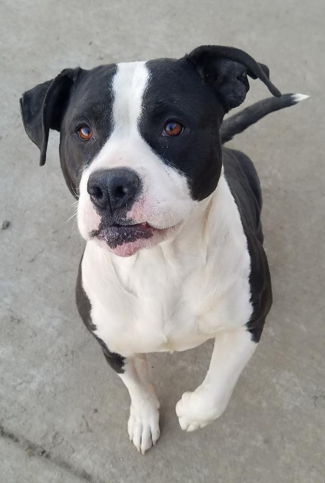 WYLIE ANIMAL RESCUE FOUNDATION BRINGS “YAPPY HOUR” TO