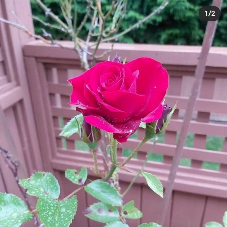 Country Flowers Everything Country CA