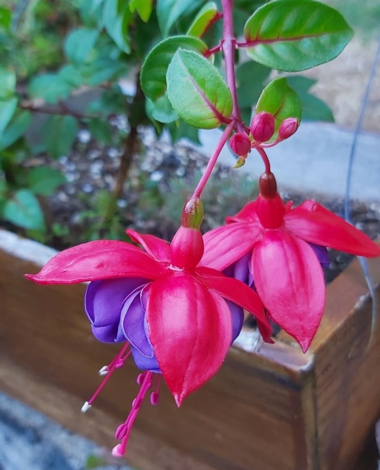 Country Flowers Everything Country CA