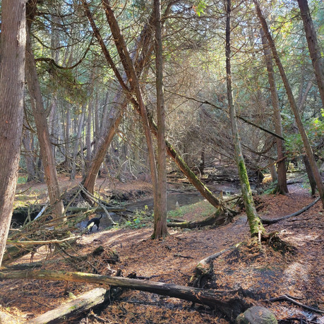Hidden Gem Trail in Brooklin, ON