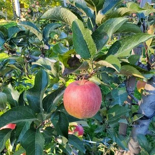 Nature's Bounty Orchard
