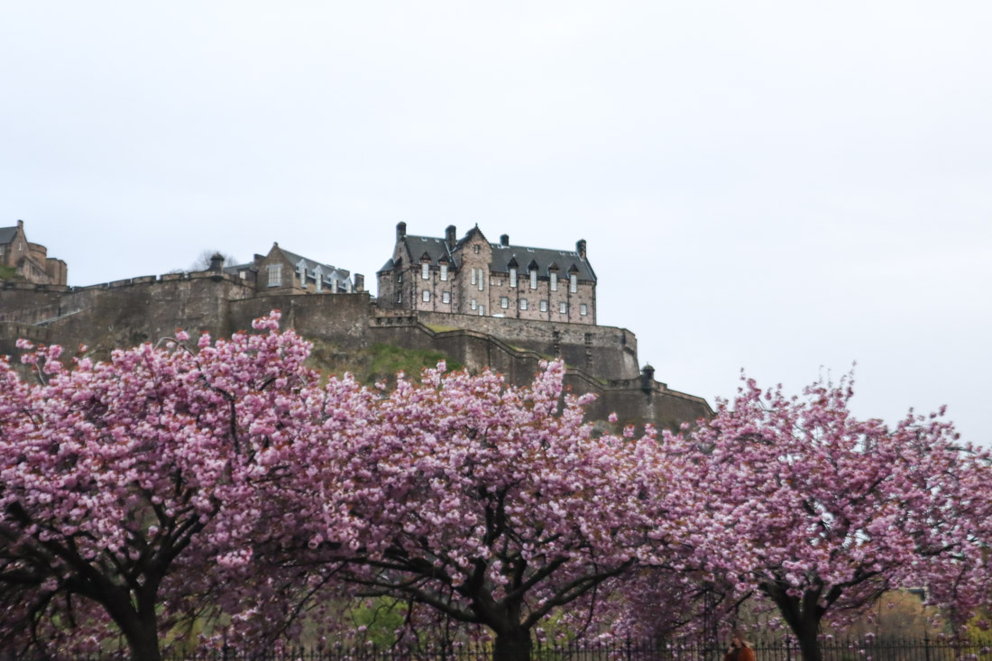 10 Spots To See Cherry Blossom Trees in Edinburgh