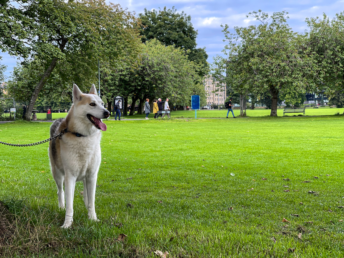 15 Purfect DogFriendly Edinburgh Activities
