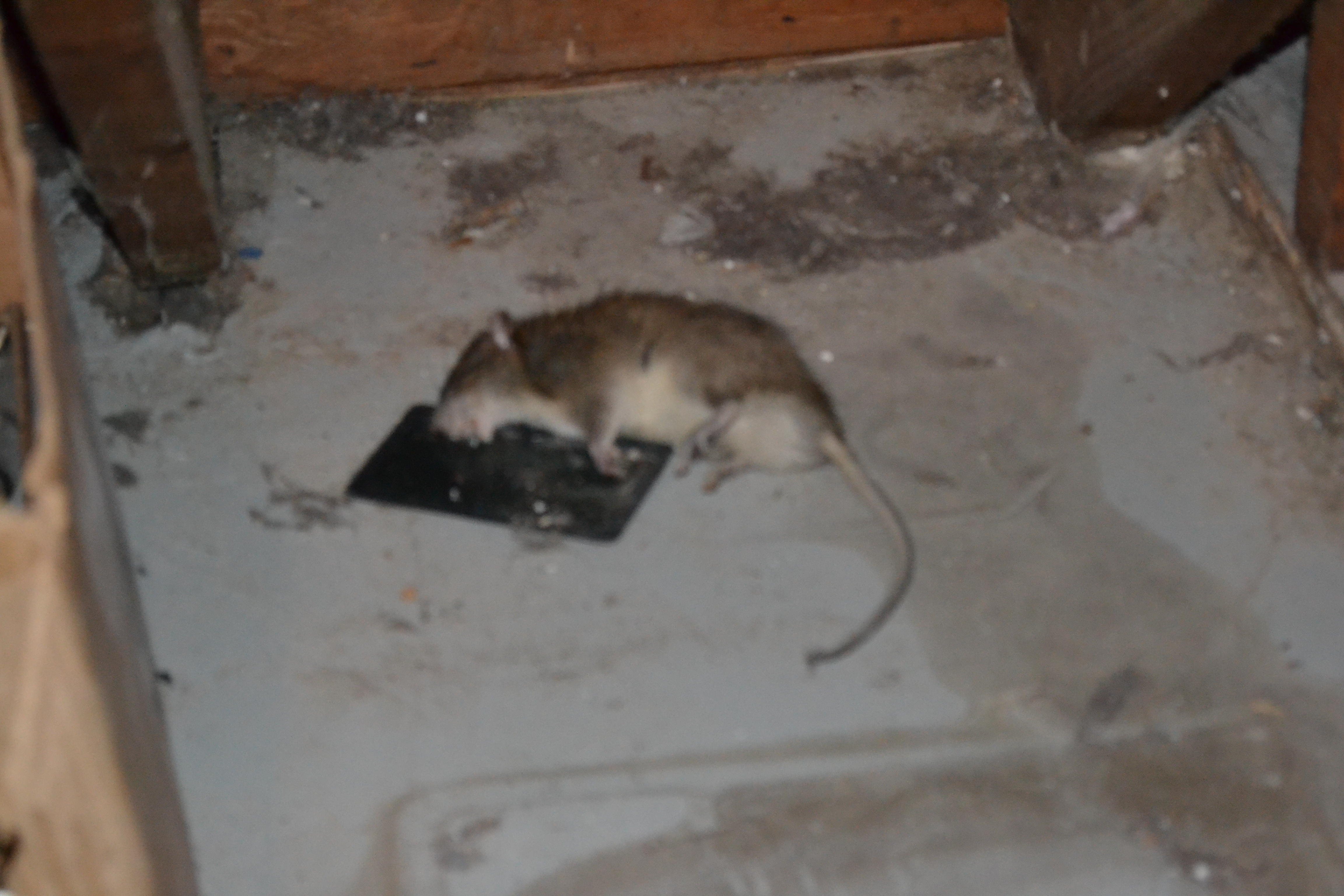 Plumbing Nightmares Warning, nasty rodent pictures everything emelia