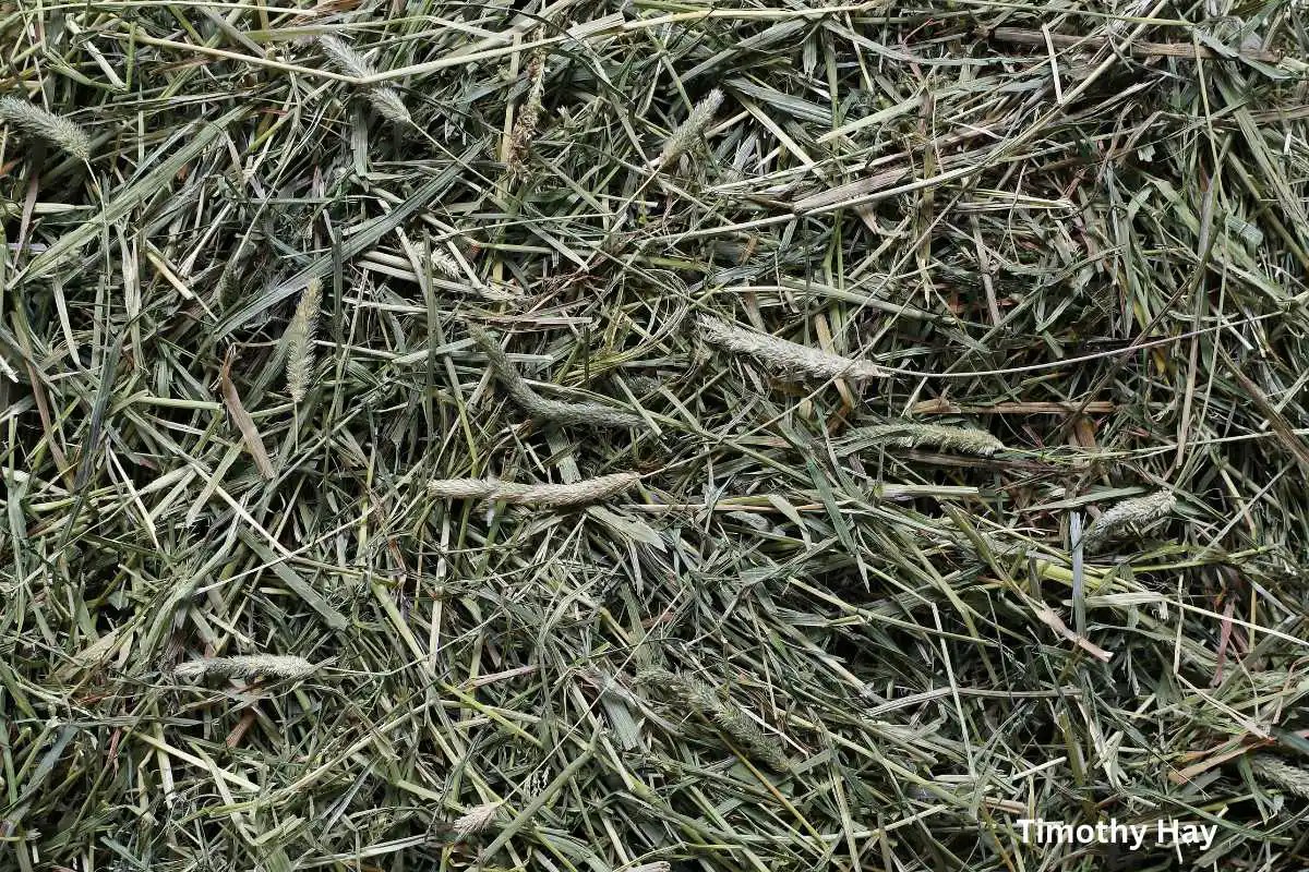 Types of Hay for Horses Equine Nutrition EverythingEQ