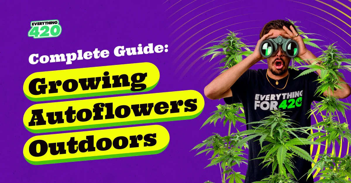 Complete Guide Growing Autoflowers Outdoors Everything 420