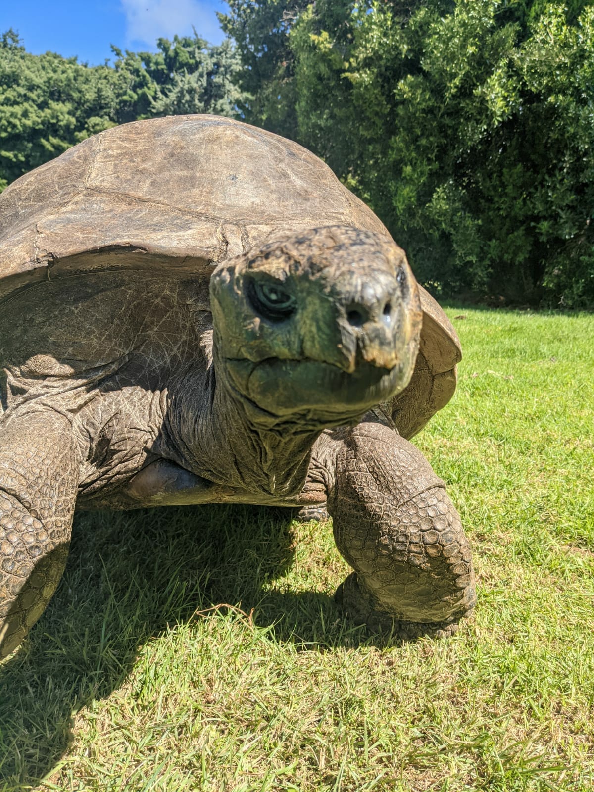 Jonathan, the oldest tortoise in the world is 190 years old Everythingfun