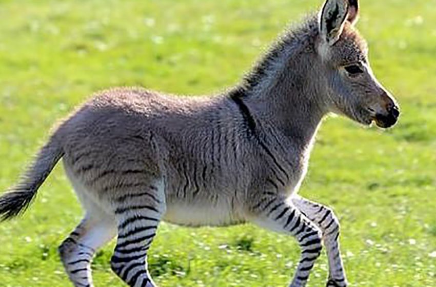 Look at the hybrid of a male donkey and a female zebra zonki