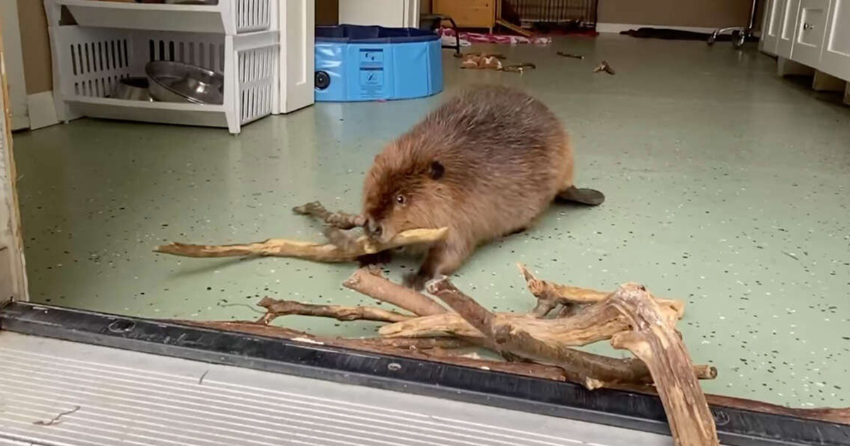 Rescued Baby Beaver Builds Dam In Doorway To Keep Her Roommate Out