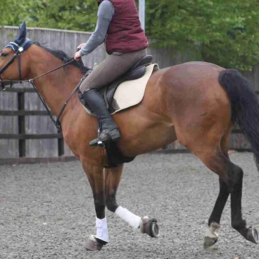 New Video Series Championed by WHW Vet Dr Sue Dyson Everything Horse