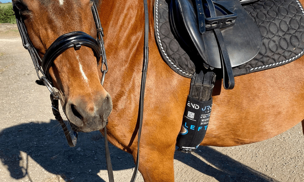 Tack Cleaning Tips Everything Horse Magazine