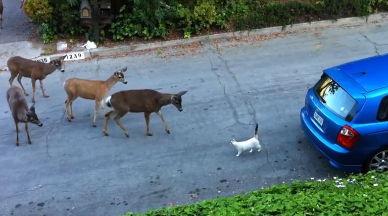 Deer Meet A Very Strange Creature Called A “Cat” – Everything is Awesome