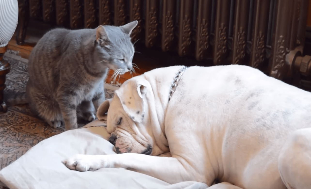 Too Much Cuteness In One Place Frankie The Cat Loves Sadie The Bulldog