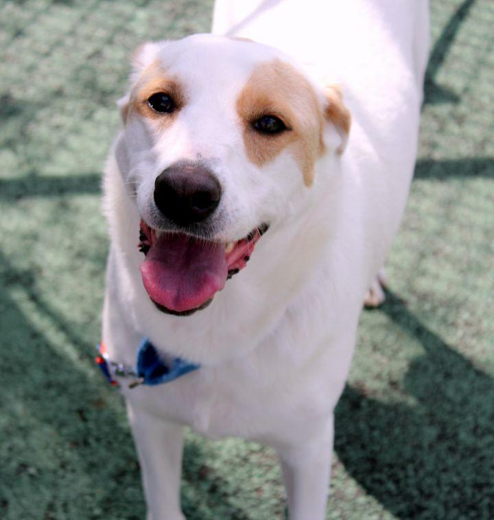 Liberty Humane Society Rescues Animals from Hurricane Dorian