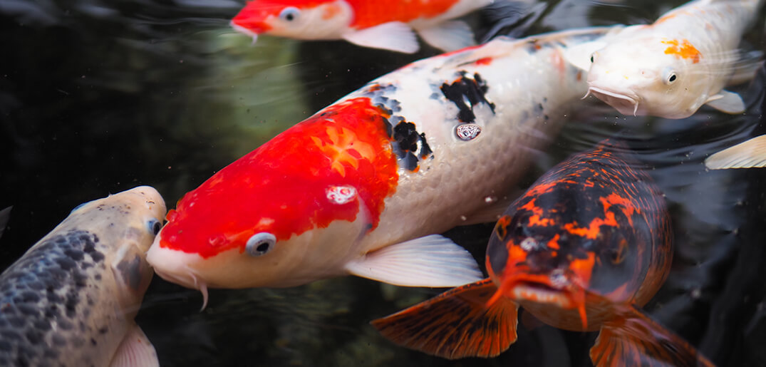 Deciding How Many Koi Fish To Put Into Your Pond? Everything Koi