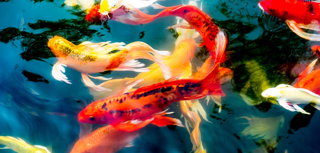 Top Reasons Why Some Koi Breeds Are So Expensive Everything Koi