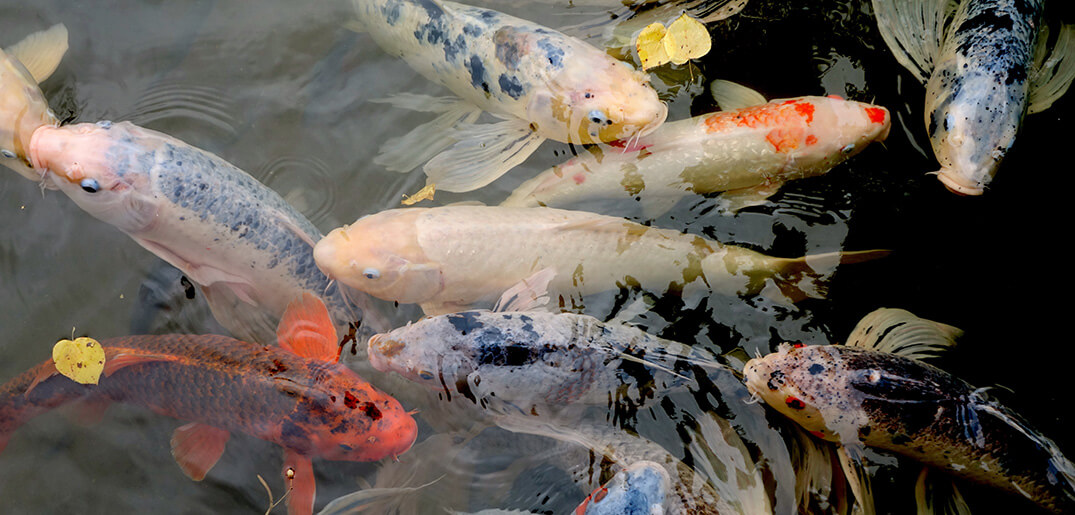 Does Soft Water Enhance Koi Growth? Everything Koi