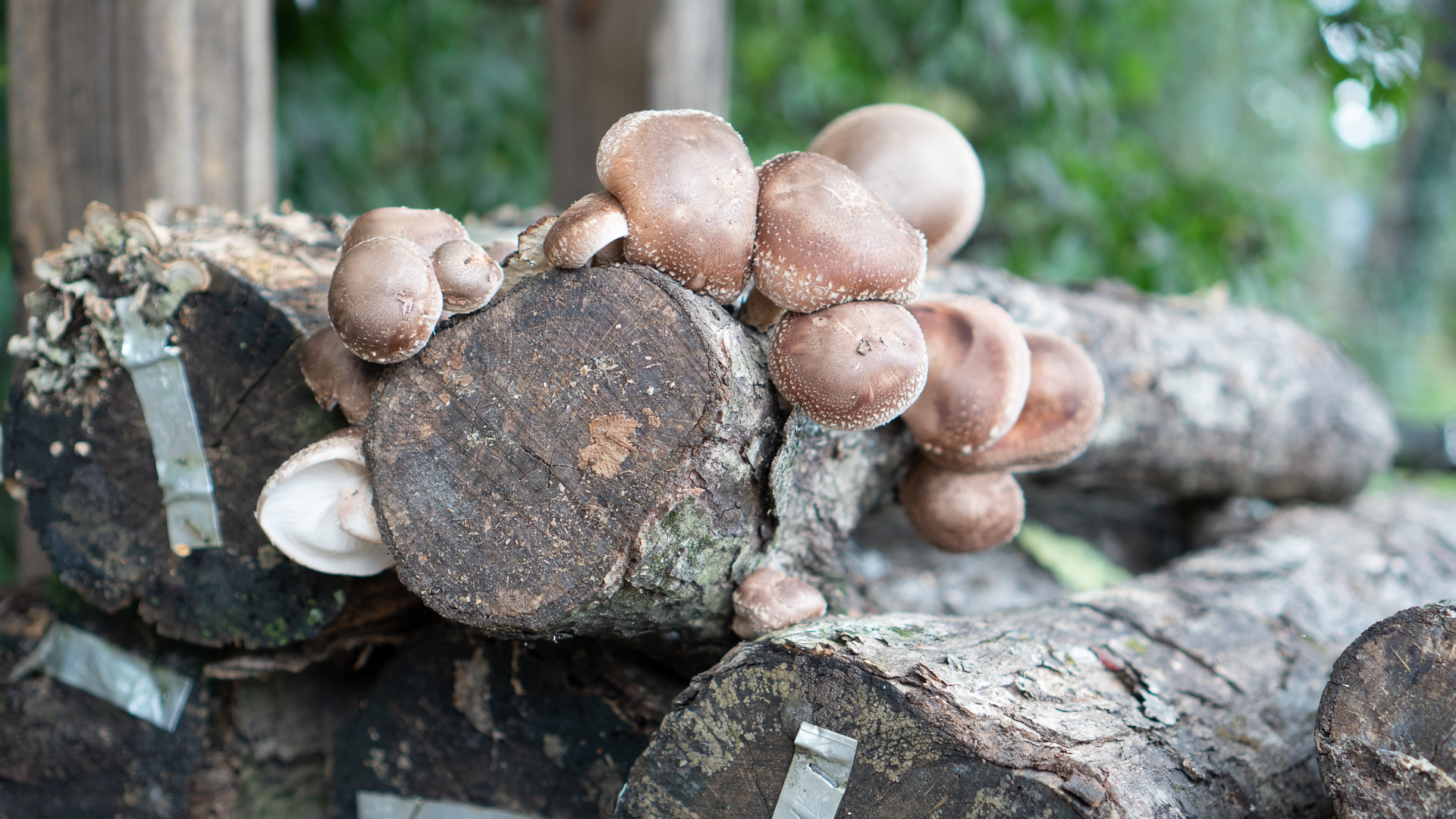 Plug Spawn Pack Shiitake Mushroom, Lentinula edodes 100 plugs
