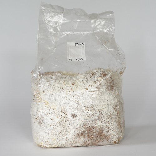 Sawdust Spawn Block Oyster Mushroom, Pink Oyster (Pleurotus djamor
