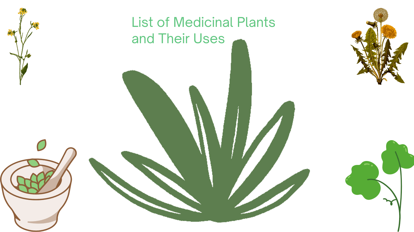 List of Medicinal Plants and their Uses 5 Incredible Plants to Have