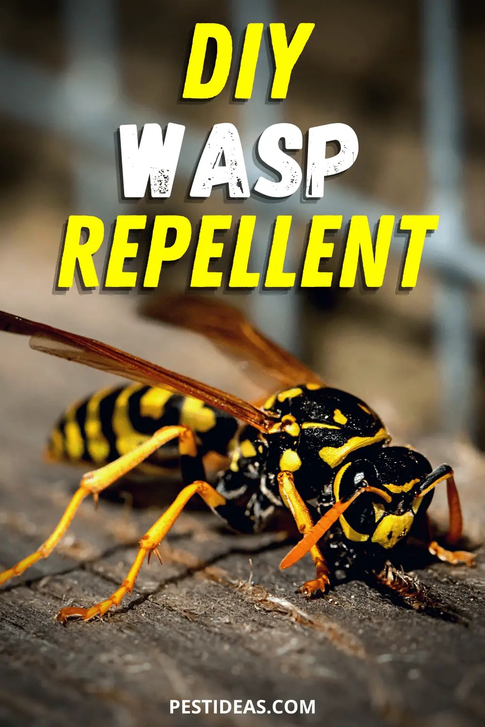 Home Remedy Wasp Repellent 1 of Many Natural Solutions to a Stinging