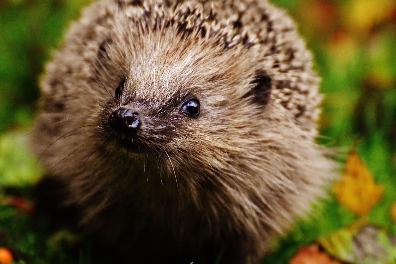 Be Warned Hedgehogs Drown in Garden Ponds