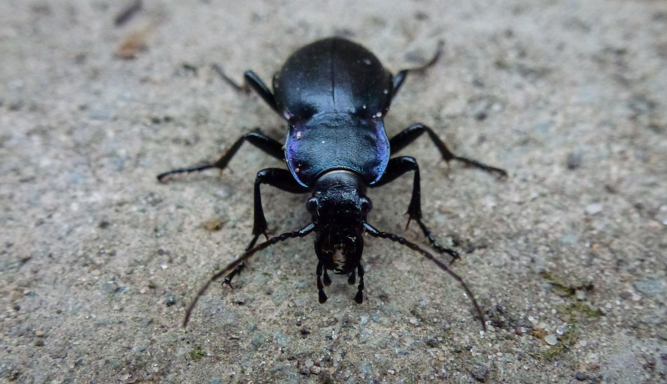 The Violet Ground Beetle Everything Not Human