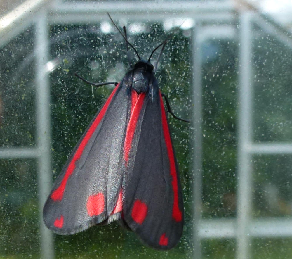 Cinnabar Moth (Tyria Jacobaeae)