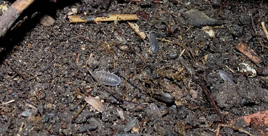 How to Make A Wildlife Compost Heap Everything Not Human