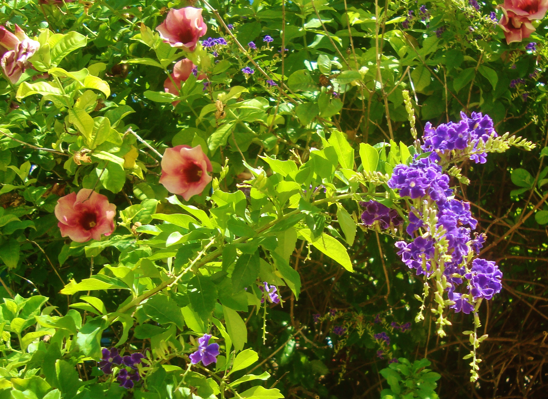 flowers playa del carmen