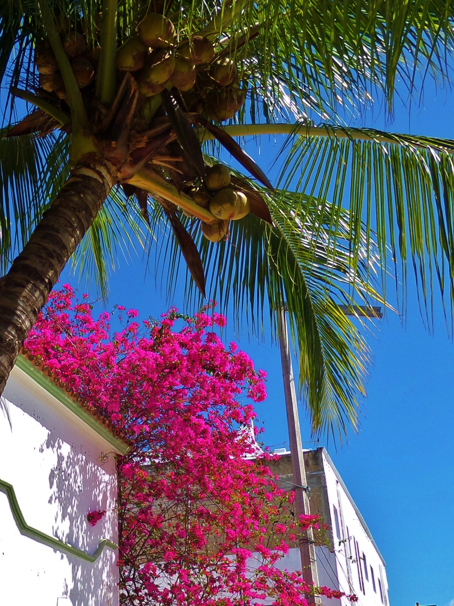 Natural Playa Del Carmen Gallery Everything Playa Del Carmen