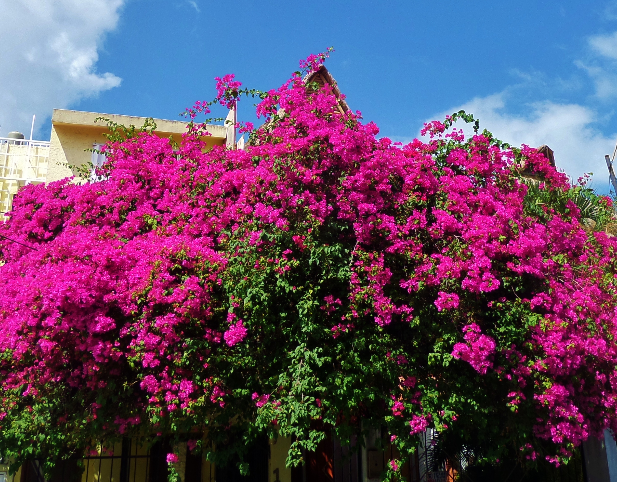 Natural Playa Del Carmen Gallery Everything Playa Del Carmen