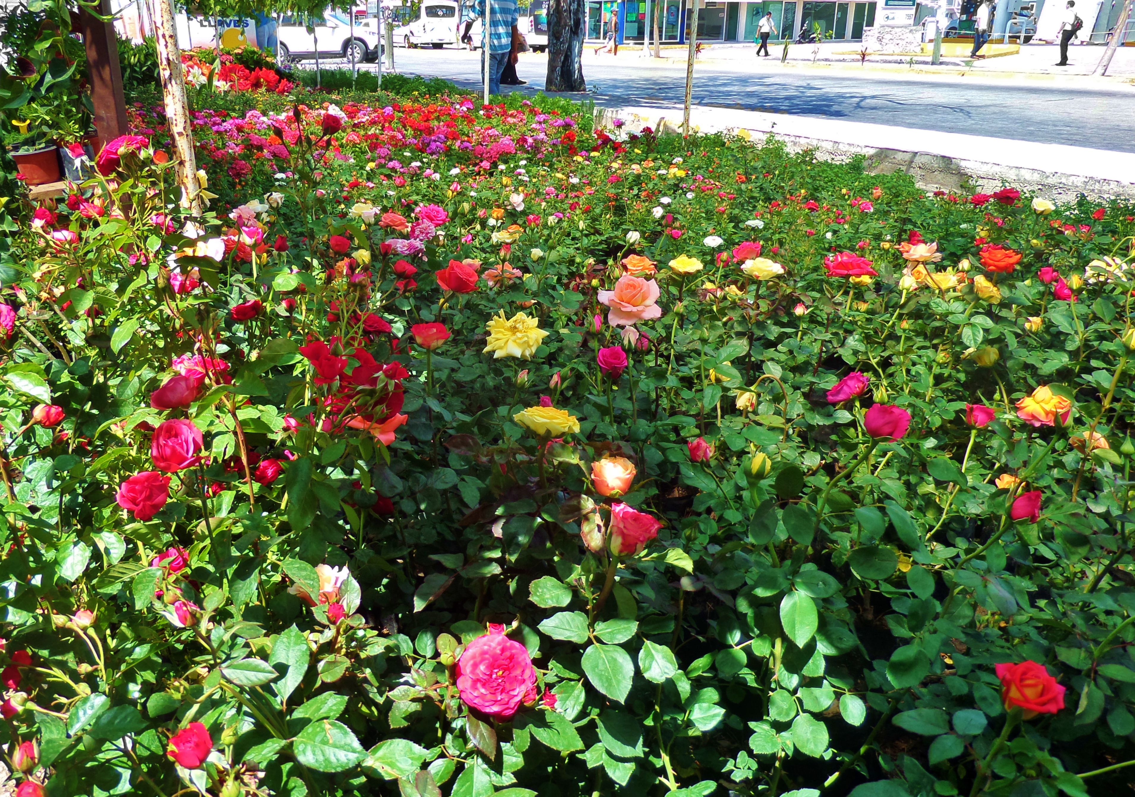 Buying Flowers in Playa Del Carmen Everything Playa Del Carmen