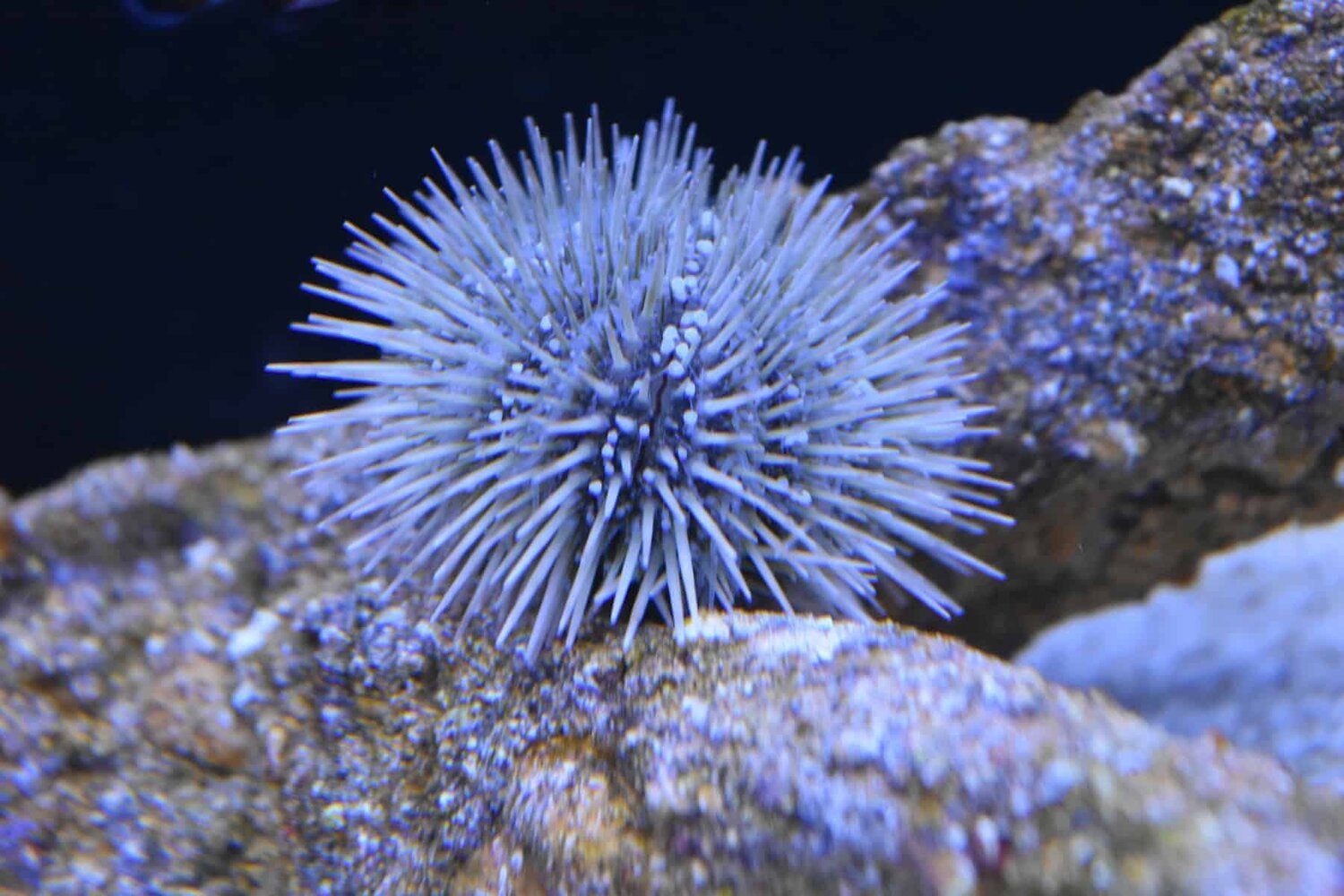 The Pincushion Urchin Everything Reef