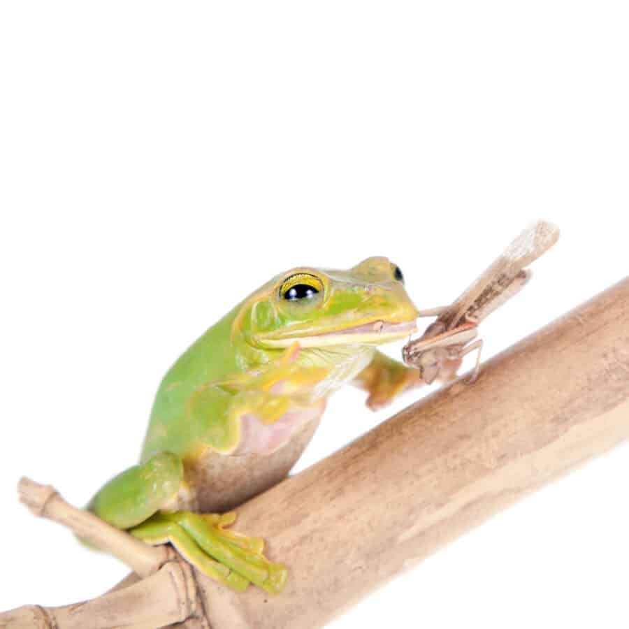 What Do Pet Frogs Eat? (Learn What To Feed Your Frog) Reptiles