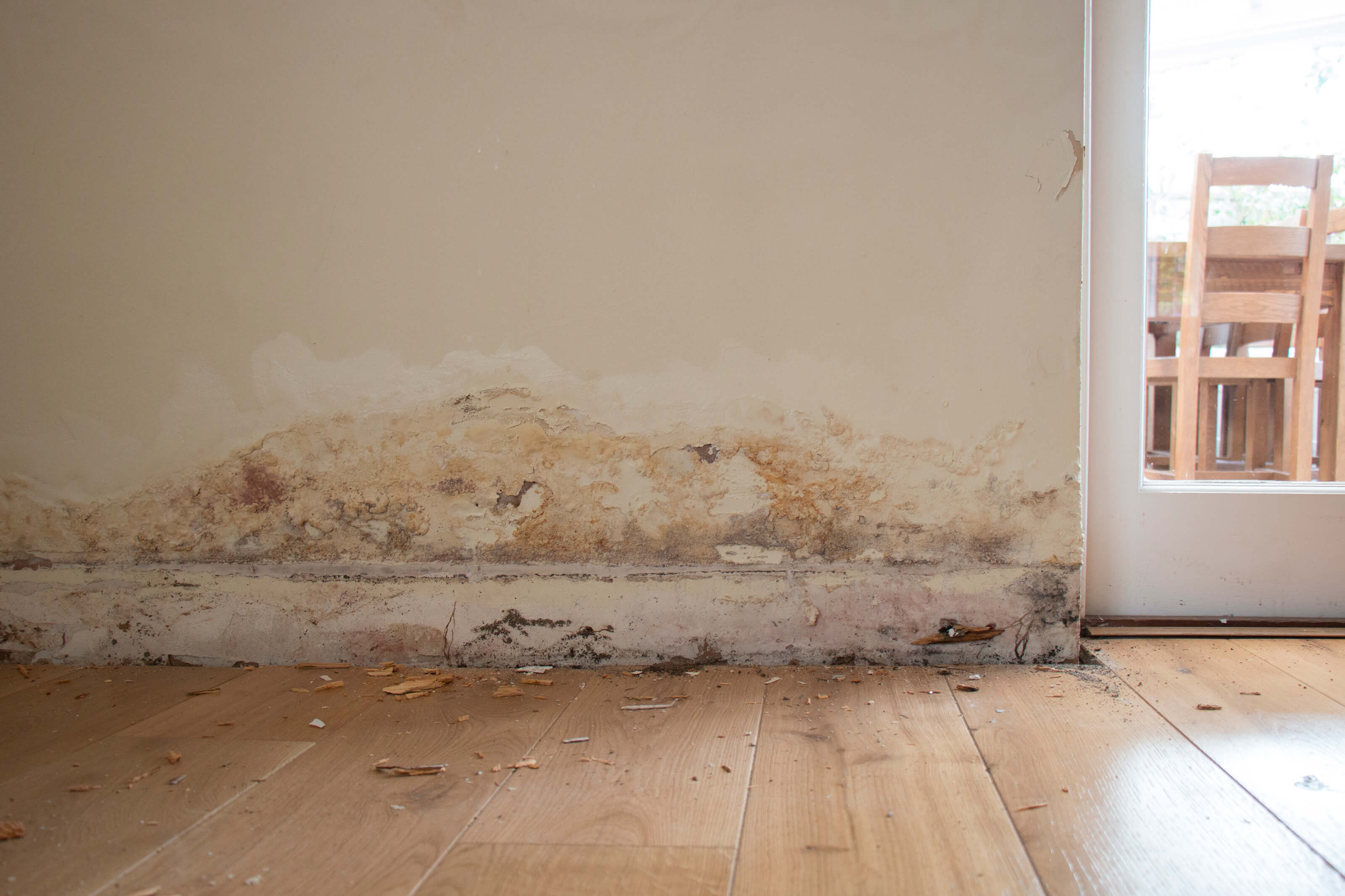 Everything You Need to Know About Dampness Everything's a Buzz